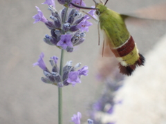 Hemaris croatica