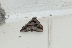 Tephriopis divulsa