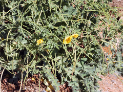 Glaucium flavum