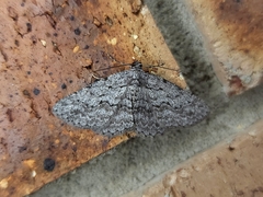 Psilosticha absorpta