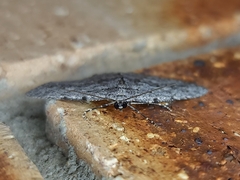 Psilosticha absorpta