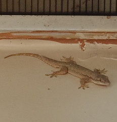 Hemidactylus platyurus