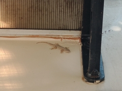 Hemidactylus platyurus