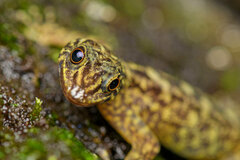 Cnemaspis kottiyoorensis