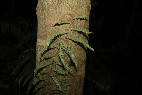 Image of Arthropteris beckleri by (c) Greg Tasney, some rights reserved (CC BY-SA)