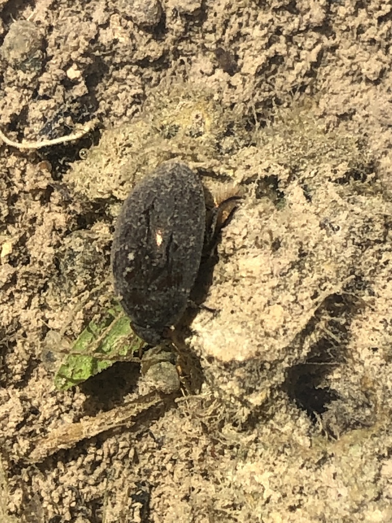 Tropisternus from Johnston County, US-OK, US on July 06, 2022 at 11:05 ...