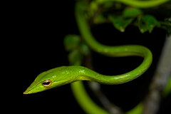 Ahaetulla malabarica