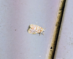 Nephelomilta effracta