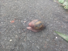 Archachatina marginata