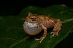 Raorchestes ponmudi