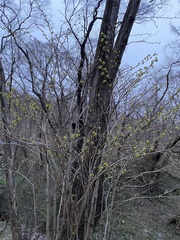 Tilia miqueliana