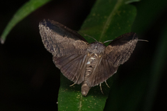 Lophoptera squammigera