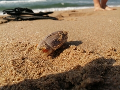 Emerita austroafricana