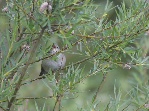River Warbler, 78628 Rottweil, Deutschland, photo 10 of 10