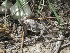 Phrynosoma taurus