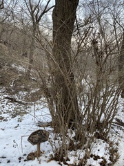 Tilia miqueliana