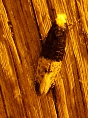 Trichophaga
