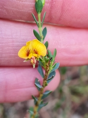 Eutaxia diffusa