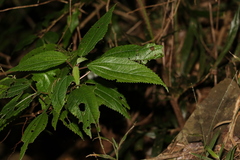 Boehmeria macrophylla