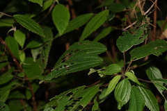 Boehmeria macrophylla