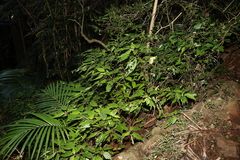 Boehmeria macrophylla