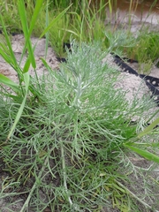 Artemisia jacutica