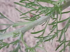 Artemisia jacutica