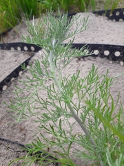 Artemisia jacutica
