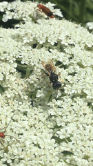 Ectemnius cephalotes