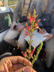 Erica unicolor