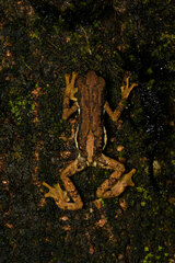 Pedostibes tuberculosus