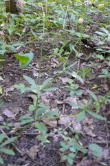 Ranunculus cassubicus