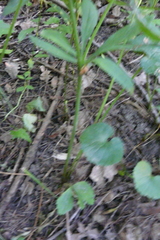 Ranunculus cassubicus