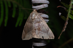 Bastilla maturescens