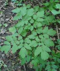 Actaea spicata