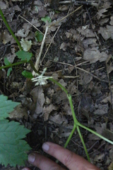 Actaea spicata