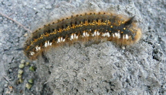 Euthrix potatoria
