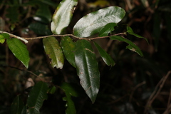 Meiogyne stenopetala