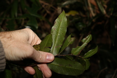 Meiogyne stenopetala