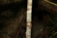 Meiogyne stenopetala