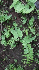 Adiantum philippense