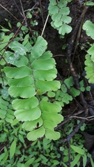 Adiantum philippense