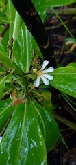 Scaevola taccada