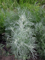 Artemisia jacutica