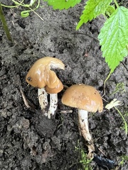 Fungi