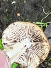 Fungi