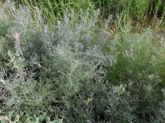 Artemisia jacutica