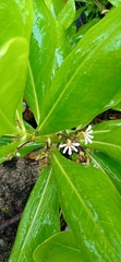 Scaevola taccada