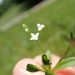 Stiff Marsh Bedstraw - Photo (c) Andy Newman, some rights reserved (CC BY-NC), uploaded by Andy Newman