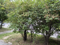 Eleutherococcus sessiliflorus